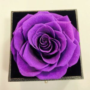 PURPLE Preserved Real Rose - Will last 3-5 Years